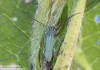 kozlíček (Brouci), Opsilia coerulescens, Cerambycidae (Coleoptera)